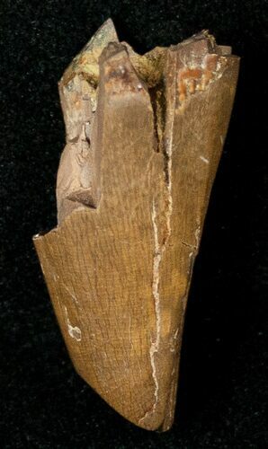 Partial Tyrannosaur Tooth - Montana #17550